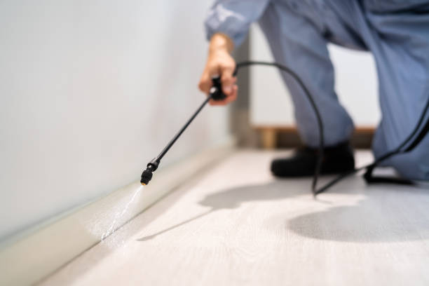 Licensed Wasp Removal service in Dawson, GA - Show Me Pest Control